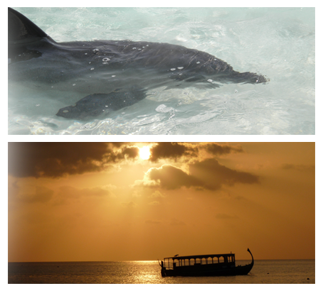 L'expérience inoubliable d'un séjour au Coco Palm Dhuni Kohlu 5* aux Maldives (09/05/2011) - Actualité voyages - Hotels-de-luxe.com L'expérience inoubliable d'un séjour au Coco Palm Dhuni Kohlu 5* aux Maldives (09/05/2011) - Actualité voyages - Hotels-de-luxe.com
